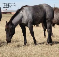 Rainy Blu Hancock MA's 2022 blue roan colt